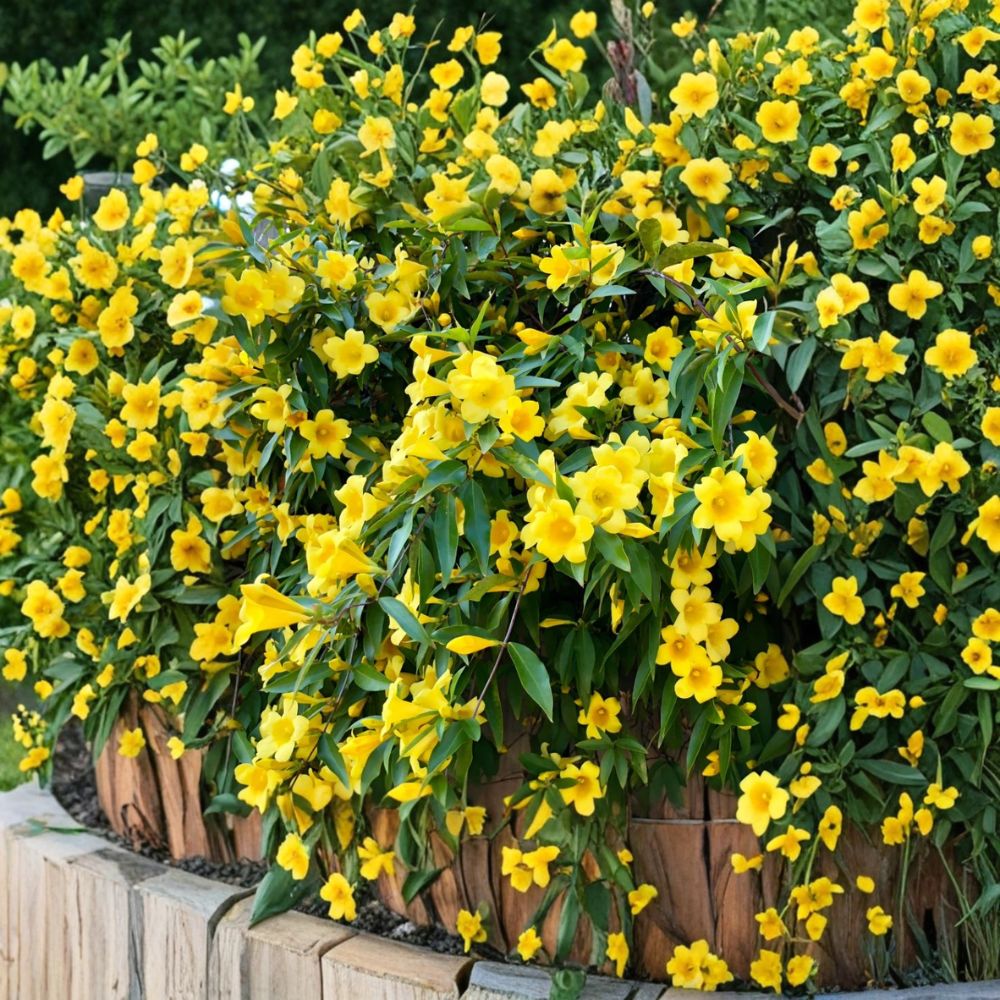 Carolina Jasmine Live Plant – Yellow Jessamine Vine, 4–6 Inch Starter, Fragrant Spring Flowering, Climbing Evergreen Gelsemium sempervirens