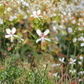 Pelargonium Paniculatum Cutting – Rare Namibia Succulent Geranium Live Plant Unrooted for Container or Outdoor Gardening