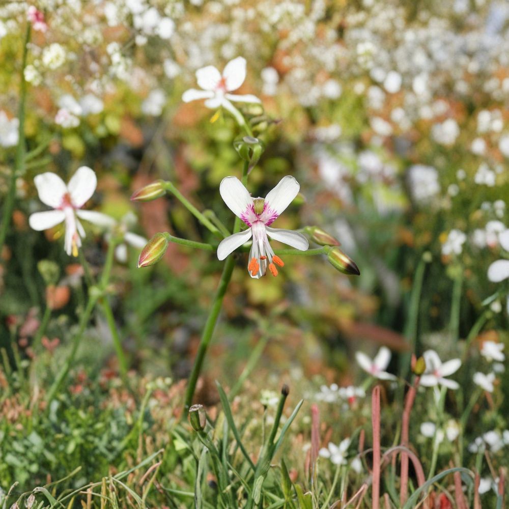 Pelargonium Paniculatum Cutting – Rare Namibia Succulent Geranium Live Plant Unrooted for Container or Outdoor Gardening