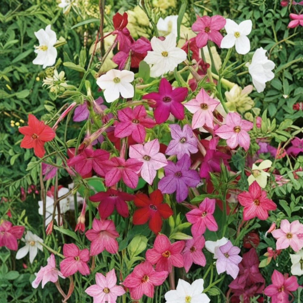 Nicotiana alata Seeds Mix | Fragrant Night Blooming Flowers | Jasmine Tobacco Flowering Seeds | 2,500+ Seeds