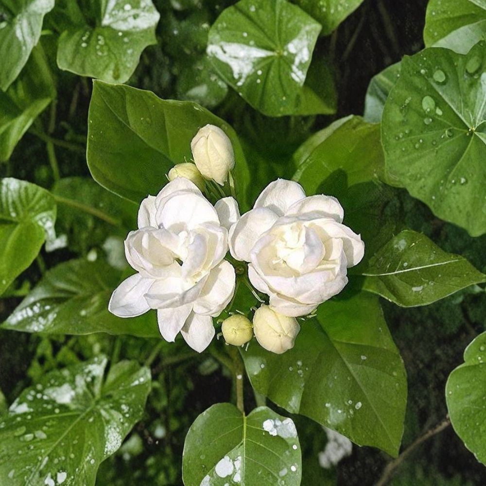 Jasmine Seeds 25 Pack Fragrant White Flowers Indoor Outdoor Plant Vine or Shrub Jasminum spp.