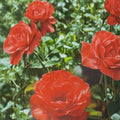 Imp impatient Floribunda Rose Plant – 5 Gallon Orange Red Blooms – Live Flowering Garden Shrub – Rosa 'Impatient'