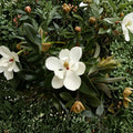Southern Magnolia Tree Live Plant | 6–8 Inch Starter in Pot | Evergreen Fragrant White Blooms | Magnolia grandiflora