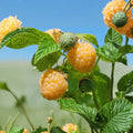 Fall Gold Raspberry Live Rooted Plant | Golden Everbearing Berry | Self-Pollinating Rubus idaeus for Zones 3-8