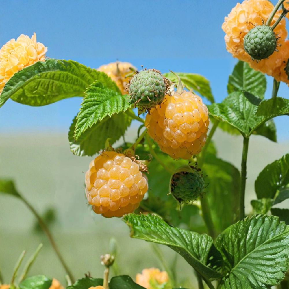 Fall Gold Raspberry Live Rooted Plant | Golden Everbearing Berry | Self-Pollinating Rubus idaeus for Zones 3-8