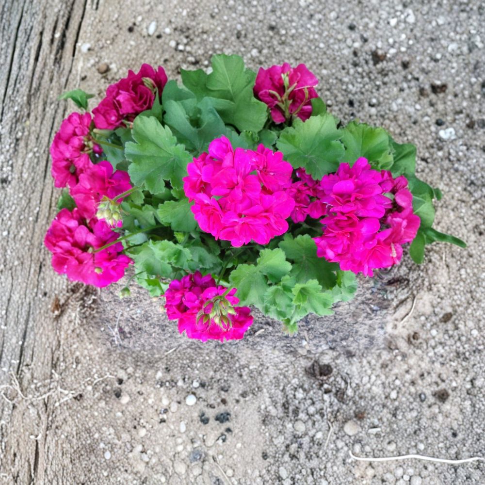Bright Magenta Geranium Cuttings – 3 Pelargonium Starters for Fragrant Blooms, Hardy Patio Flower, Container Garden, Hanging Baskets