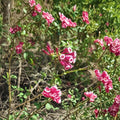 Red Cestrum Seeds | Bastard Jasmine | Fragrant Red Flowers | Tropical Garden Shrub | Cestrum elegans