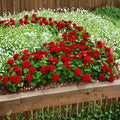 Mountie Red Ivy Geranium Cuttings – 8 Pelargonium peltatum Trailing Red Flowering Plants for Propagation