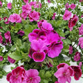 Organic Martha Washington Geranium Cuttings – Rose Pink Pelargonium Live Starters for Patio & Container Gardening