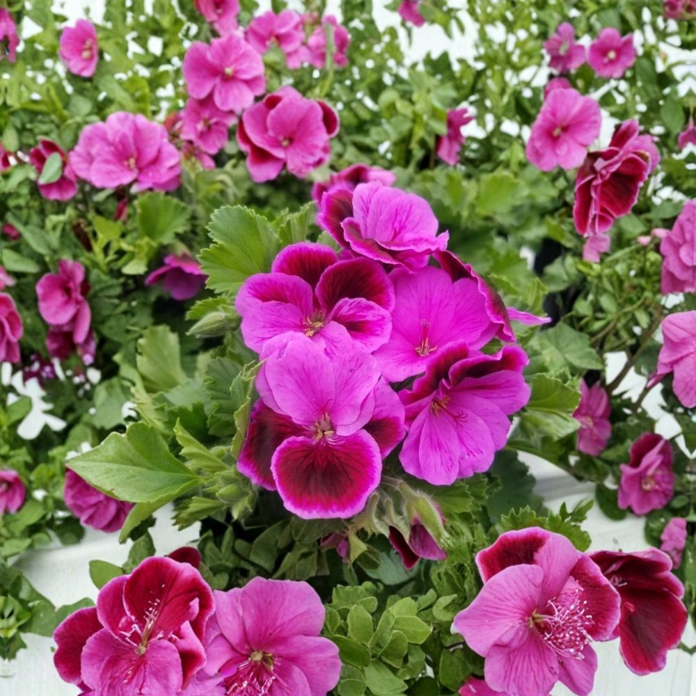 Organic Martha Washington Geranium Cuttings – Rose Pink Pelargonium Live Starters for Patio & Container Gardening