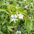 Chilean Jasmine Seeds – Mandevilla laxa, Fragrant White Star Vine, Climbing Flower Plant, Tropical Garden & Trellis Vine