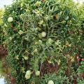 Organic Geranium Kiss Dwarf Tomato Seeds – Compact Cherry Heirloom Solanum lycopersicum for Containers & Small Gardens