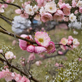 Fufen Ume Flowering Tree – 30-36 Inch Pale Pink Blossom Prunus mume ‘Fufen’ Live Plant for Garden & Patio