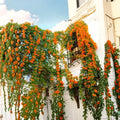 Orange Jasmine Seeds 20 | Fragrant Exotic Jasmine Vine Seeds | Tropical Flowering Climber | Jasminum spp.