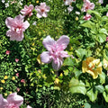 Double Flower Pink Althea Rose of Sharon Live Shrub Plant, 1 Gallon, Hibiscus syriacus, Hardy Landscape Flowering Shrub