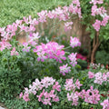 Rose Scented Geranium Cuttings – Pelargonium graveolens Live Plant Propagation Kit, Fragrant Leaves, Indoor & Patio Gardening