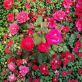 Double Knock Out Red Rose Bush - 2 Gallon Disease-Resistant Shrub with Double Red Blooms, Low Maintenance, Garden Flowering Plant