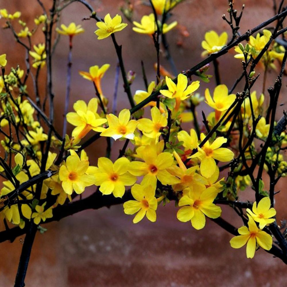 Winter Jasmine Bonsai Plant – Jasminum nudiflorum Live Plant with Yellow Flowers, Hardy Indoor & Outdoor Shrub