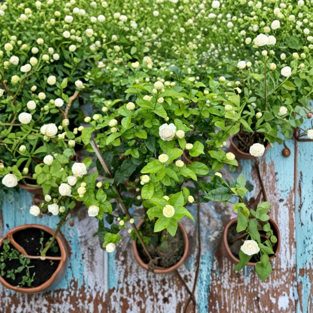 Arabian Jasmine Plant – Jasminum sambac ‘Duke of Tuscany’ Live Starter with Fragrant Double White Blooms, Container Friendly