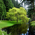 Corkscrew Willow Tree Live Plant | 3 Ft Bare Root Salix matsudana ‘Tortuosa’ Ornamental Tree