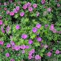 Organic Cranesbill Wild Geranium Bare Root Plants – Native Woodland Perennial, Geranium maculatum, Purple-Pink Blooms, Pollinator-Friendly
