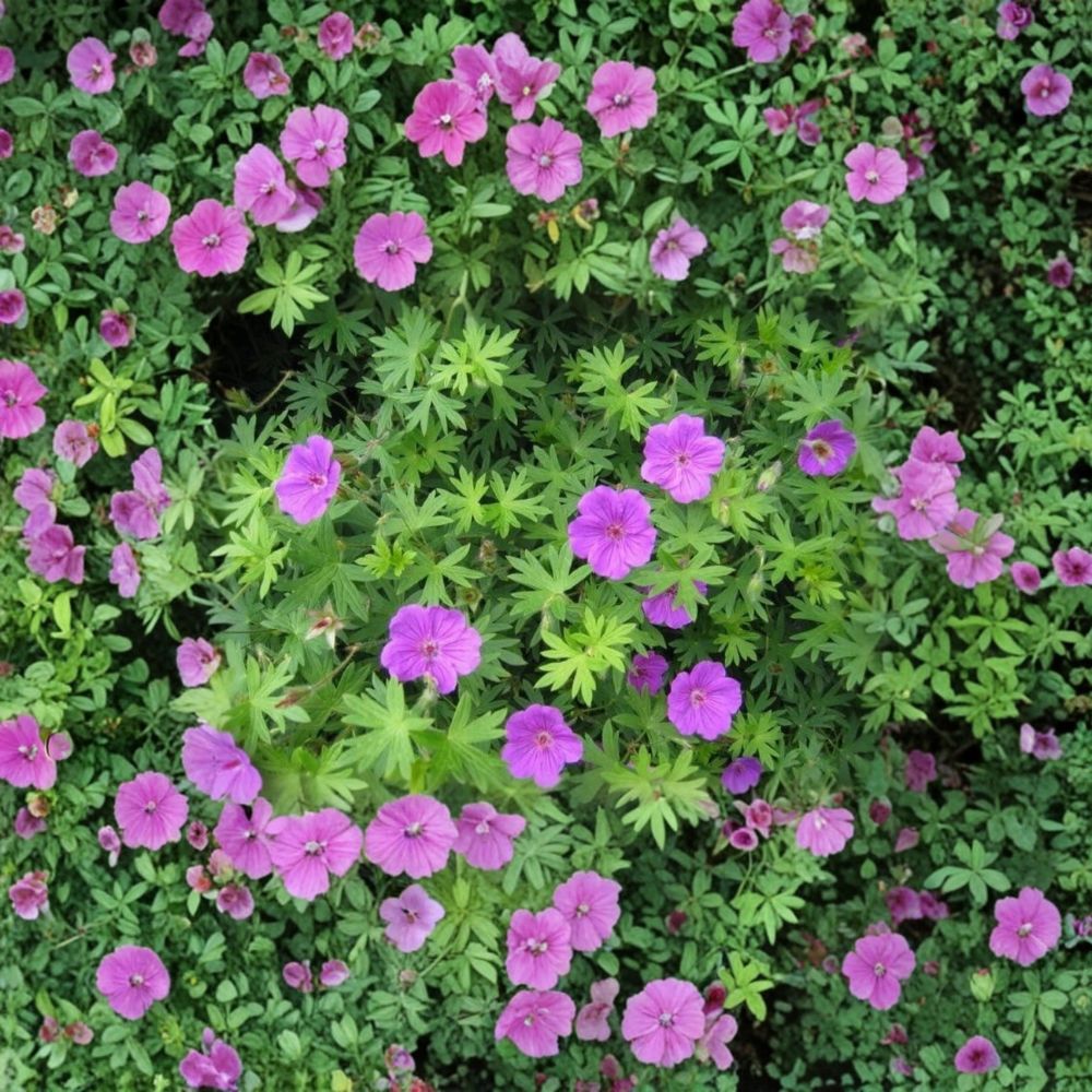 Organic Cranesbill Wild Geranium Bare Root Plants – Native Woodland Perennial, Geranium maculatum, Purple-Pink Blooms, Pollinator-Friendly
