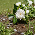Gardenia jasminoides Seeds, Fragrant White Flowers, Ornamental Shrub for Outdoor & Indoor Landscaping, 50 Seeds