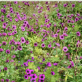 Ann Folkard Geranium Seeds – 25+ Hardy Flower Seeds for Containers & Gardens | Easy to Grow Perennial Seed