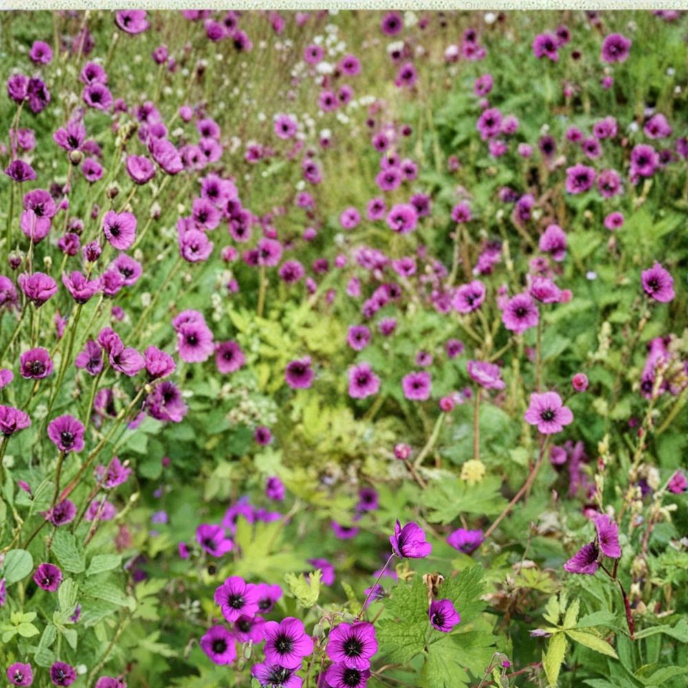 Ann Folkard Geranium Seeds – 25+ Hardy Flower Seeds for Containers & Gardens | Easy to Grow Perennial Seed