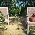 Apple Tree Live Plant – Ein Shemer, Low Chill, Golden Sweet Tart Apples, Malus domestica