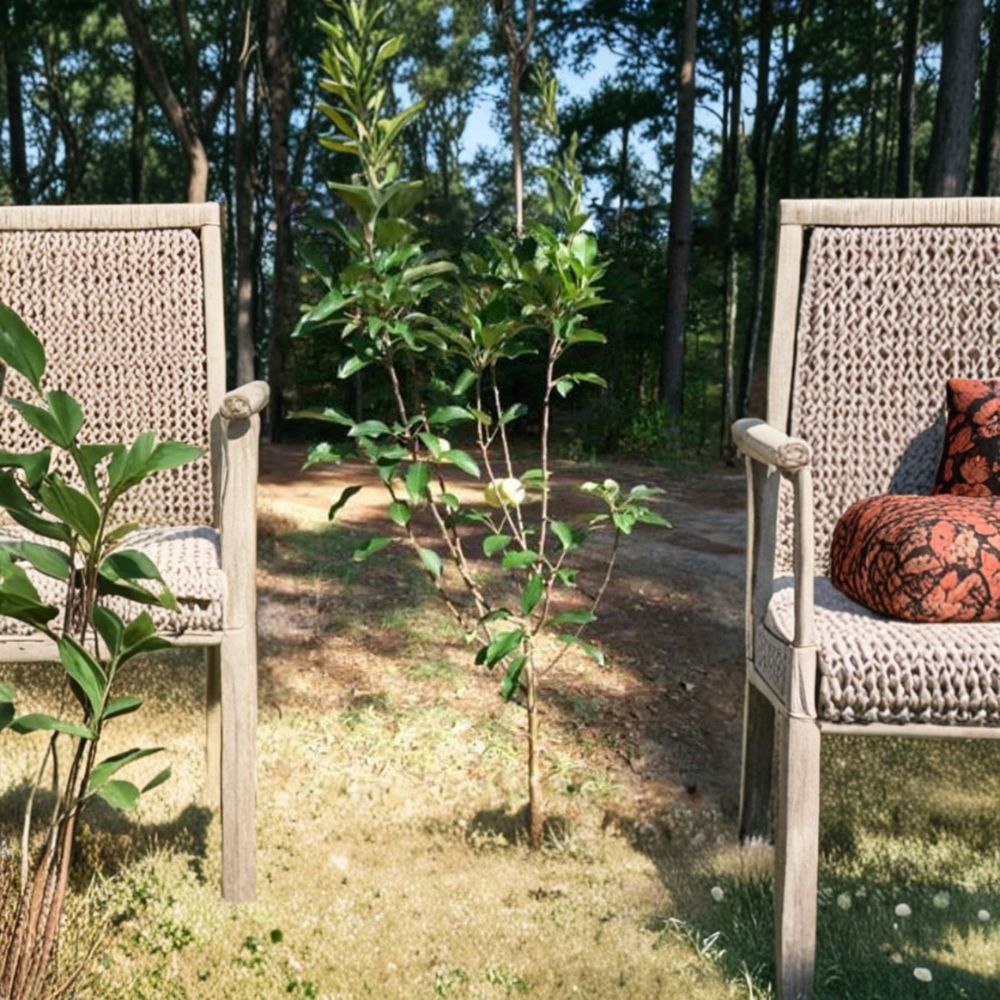 Apple Tree Live Plant – Ein Shemer, Low Chill, Golden Sweet Tart Apples, Malus domestica