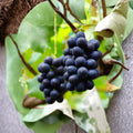 Nagano Purple Grape Cuttings 5 Pack | Seedless Japanese Hybrid Vitis vinifera | Large Sweet Purple Berries | High Sugar Table Grape