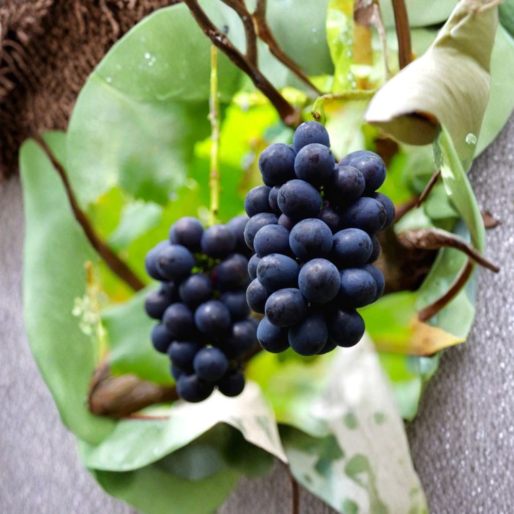 Nagano Purple Grape Cuttings 5 Pack | Seedless Japanese Hybrid Vitis vinifera | Large Sweet Purple Berries | High Sugar Table Grape