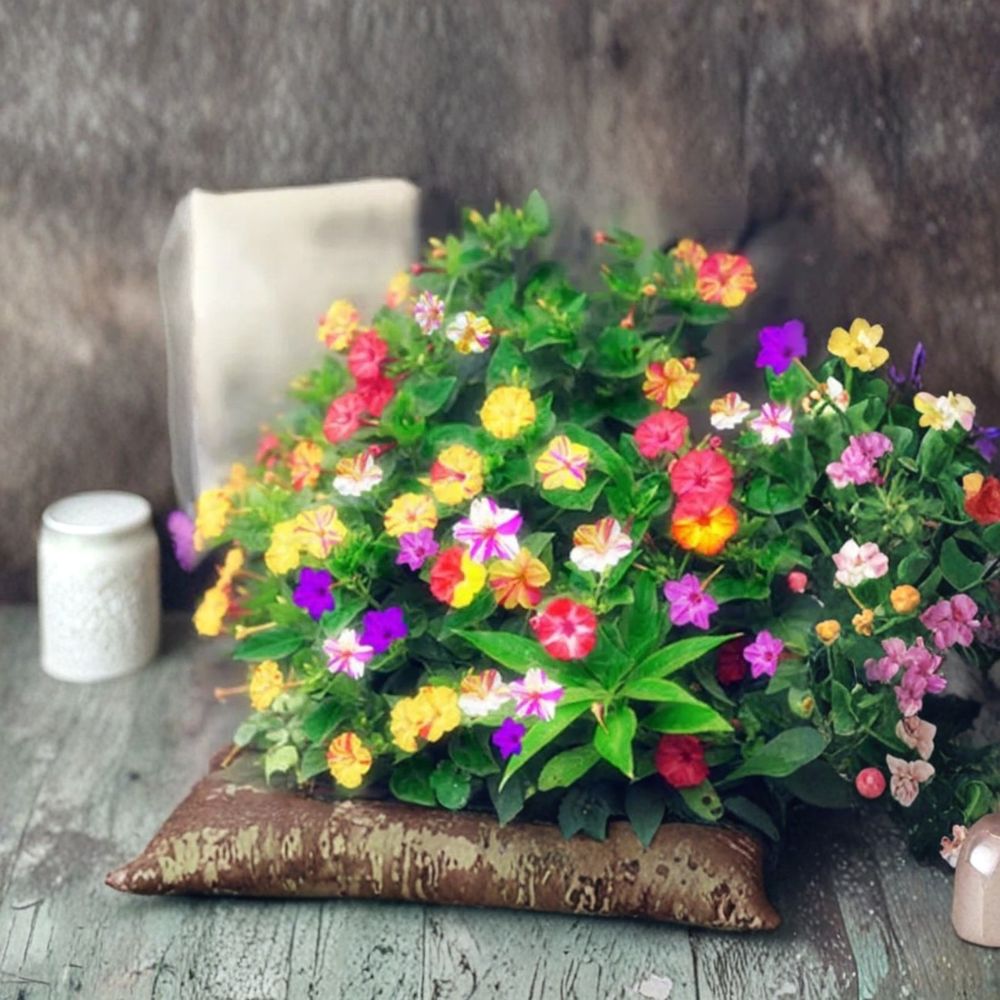 Mixed Color Jasmine Seeds – Exotic Flowering Vine or Shrub – Fragrant Garden Plants – Jasminum spp.