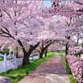 Yoshino Cherry Tree Live Plant – 2 Ft Bare Root Japanese Flowering Tree with White/Pale Pink Blossoms, Ornamental Spring Blooms