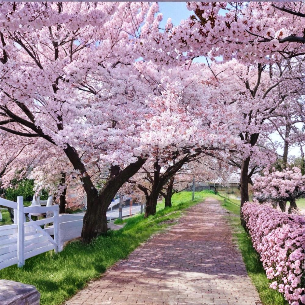 Yoshino Cherry Tree Live Plant – 2 Ft Bare Root Japanese Flowering Tree with White/Pale Pink Blossoms, Ornamental Spring Blooms