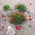 Geranium Cuttings – Red Pelargonium Mountie, Trailing Ivy Geranium, Scarlet Double Blooms, Easy to Root, Sun & Shade Friendly