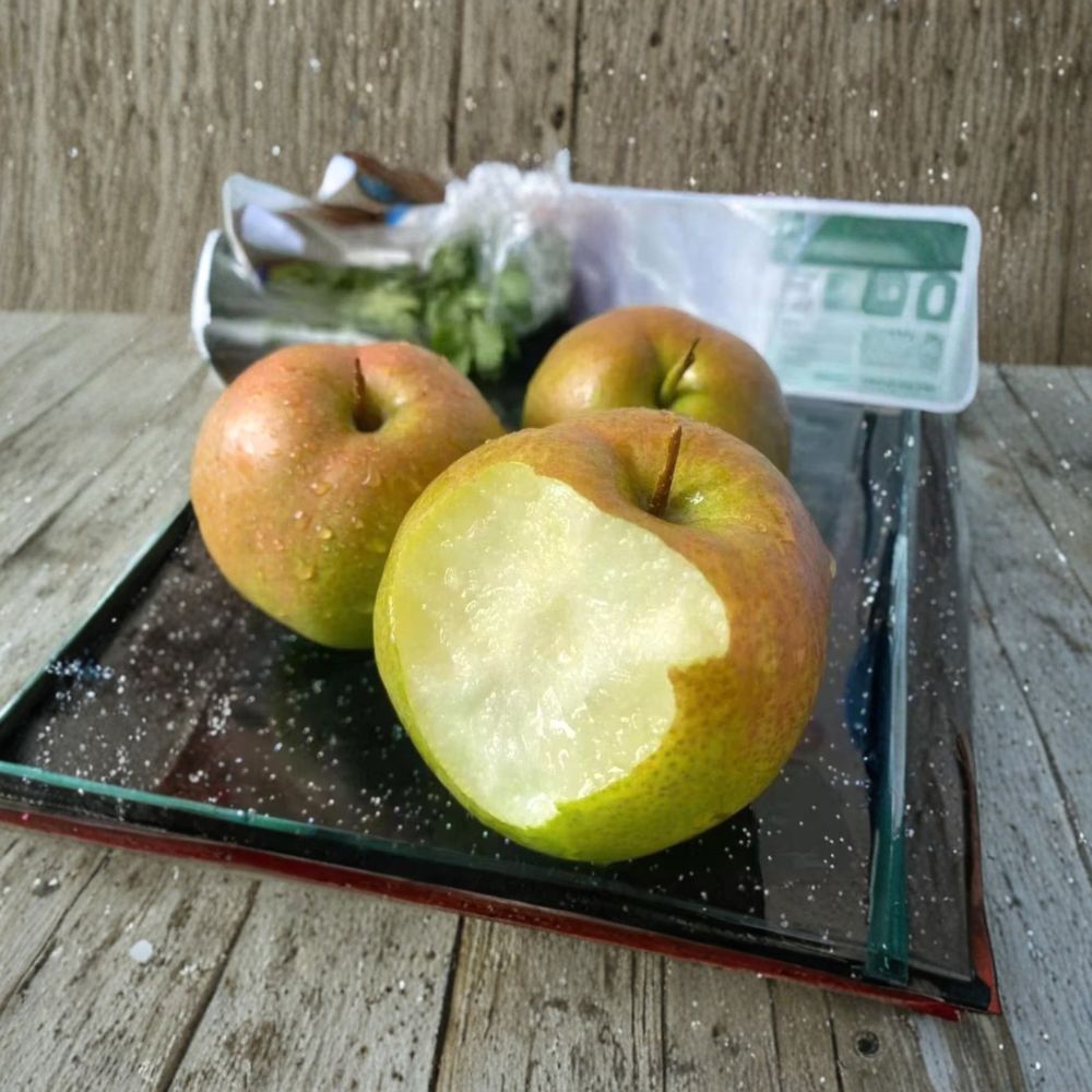 Yulu Fragrant Pear Tree – Bare Root Asian Pear Hybrid Pyrus spp. for Home Orchard, Sweet Crisp Fruit