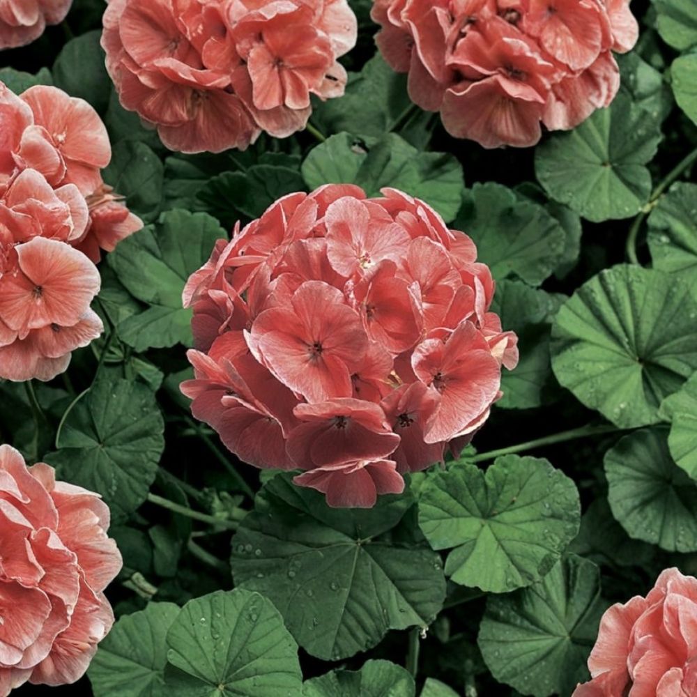 Ringo 2000 Light Salmon Geranium Seeds – Zonal Pelargonium for Baskets & Containers, Compact Flowering Plant