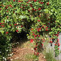 Wild Hawthorn Tree Live Plant | Crataegus spp. | Ornamental & Grafting Rootstock | Wildlife-Friendly Tree