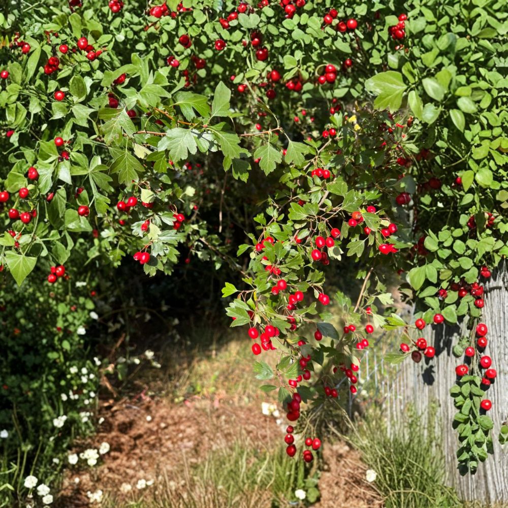 Wild Hawthorn Tree Live Plant | Crataegus spp. | Ornamental & Grafting Rootstock | Wildlife-Friendly Tree