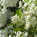 Star Jasmine Live Plant 4–6 Inches, Fragrant Climbing Vine, Trachelospermum jasminoides, Evergreen Groundcover for Garden & Container