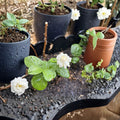Grand Duke of Tuscany Jasmine Plant | 3-7 Inch Live Starter | Fragrant Double Blooms | Jasminum sambac Indoor Outdoor Tropical