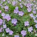 Wild Geranium Bare Roots – Geranium maculatum, Native Woodland Perennial, Shade Garden Favorite, Easy to Grow, 10 Plants