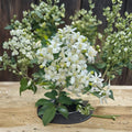 Dwarf Orange Jasmine Seeds – Murraya paniculata, Fragrant White Flowers, Compact Tropical Shrub, Indoor Outdoor Plant, 20 Pack