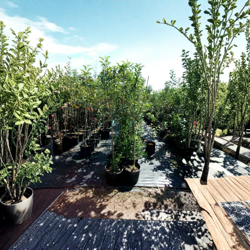 York Apple Tree – Live Fruit Tree, 4–6 Feet Tall, Malus domestica 'York Imperial', Sweet Juicy Apples