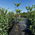 Katy Apricot Tree – Live Fruit Tree 4–6 Feet Tall Prunus armeniaca Sweet Juicy Midseason Harvest