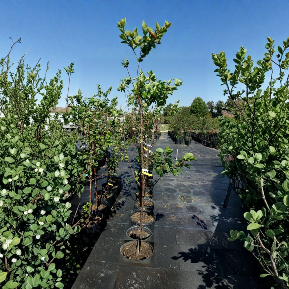 Katy Apricot Tree – Live Fruit Tree 4–6 Feet Tall Prunus armeniaca Sweet Juicy Midseason Harvest