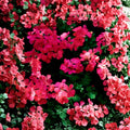 Fuchsia Ivy Leaf Geranium Seeds – Trailing Pelargonium ‘Summer Showers’ for Hanging Baskets & Containers
