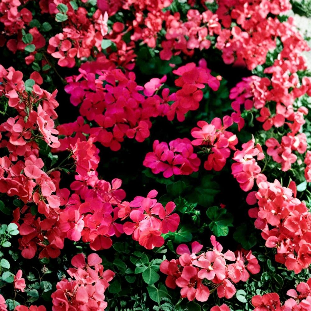 Fuchsia Ivy Leaf Geranium Seeds – Trailing Pelargonium ‘Summer Showers’ for Hanging Baskets & Containers